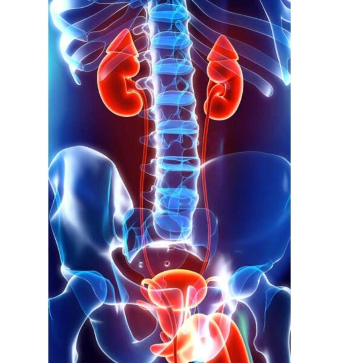 Urology illustration. Kidney and bladder illustration.